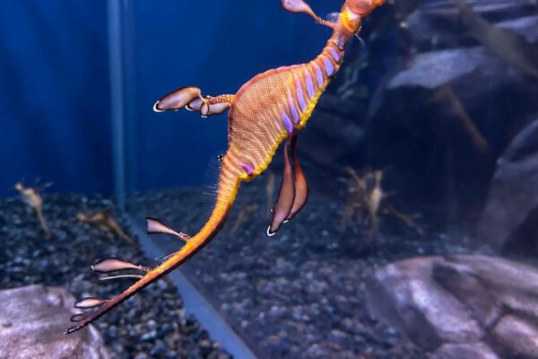 Lost Chambers Aquarium Ticket – Atlantis The Palm, Dubai