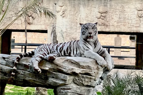 Emirates Park zoo Abu Dhabi entry tickets