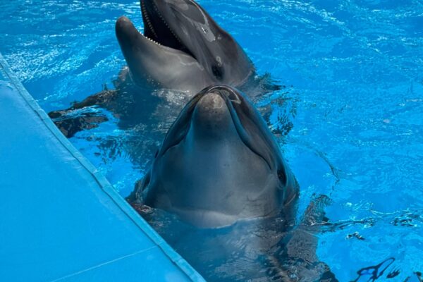 CREEK DOLPHINARIUM VIP TICKET