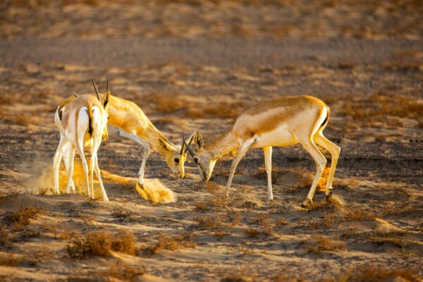 AL AIN ZOO WITH SHUTTLE SERVICES WEEKDAYS