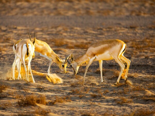 AL AIN ZOO WITH SHUTTLE SERVICES WEEKDAYS