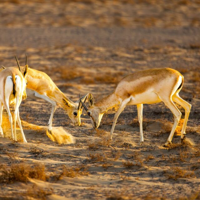 AL AIN ZOO WITH SHUTTLE SERVICES WEEKDAYS