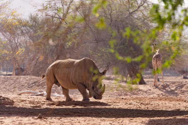 AL AIN ZOO WITH SHUTTLE SERVICES WEEKEND