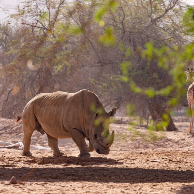 AL AIN ZOO WITH SHUTTLE SERVICES WEEKEND