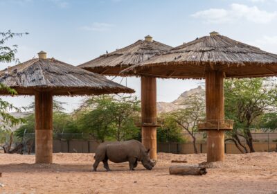Top 10 Hidden Gems in Dubai: Unique Experiences Beyond the Tourist Trail