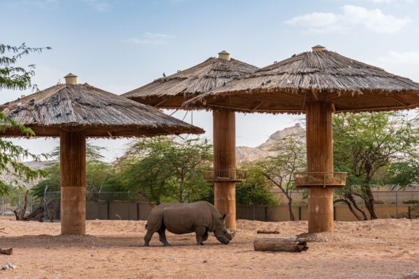 AL AIN ZOO -SINGLE TICKET
