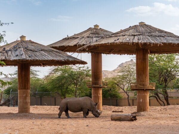 AL AIN ZOO -SINGLE TICKET
