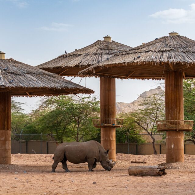 AL AIN ZOO -SINGLE TICKET