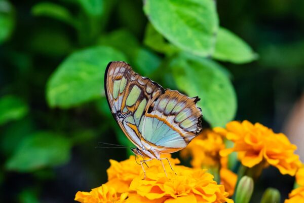 BUTTERFLY GARDEN