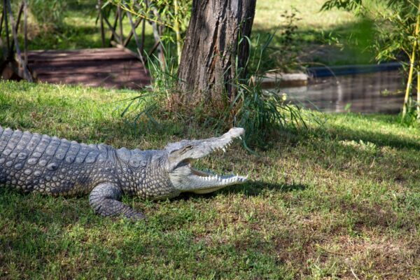 CROCODILE PARK