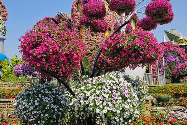 MIRACLE GARDEN