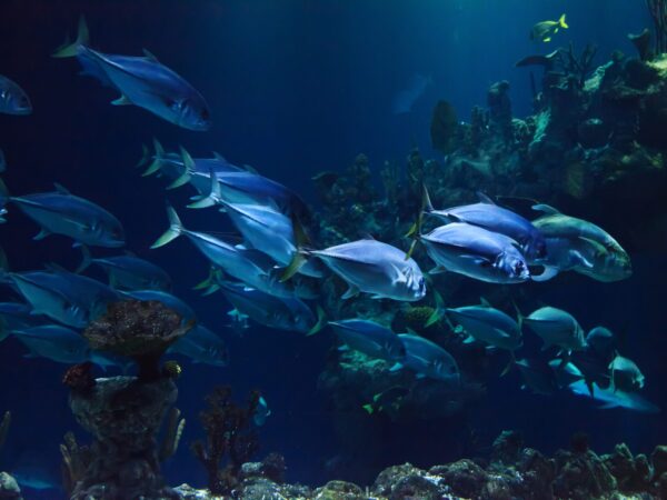 LOST CHAMBER ( ATLANTIS)