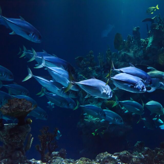 LOST CHAMBER ( ATLANTIS)
