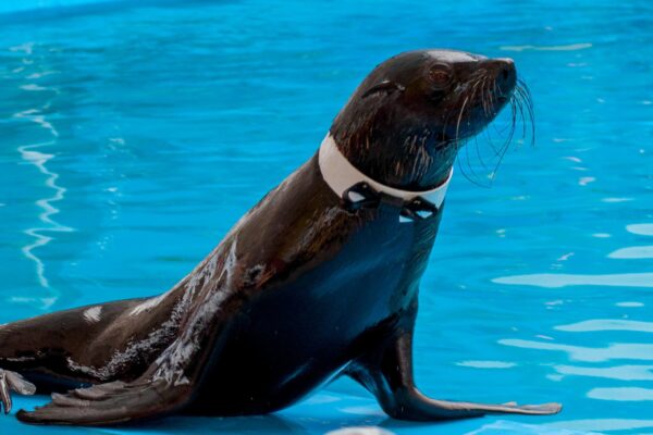 CREEK DOLPHINARIUM REGULAR TICKET